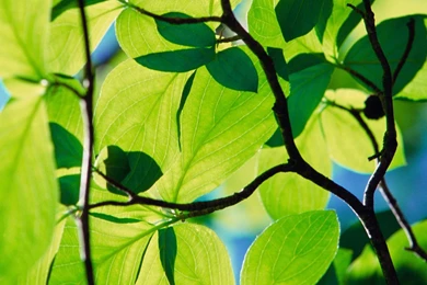 Leaves Longhorn Windows Wallpapers