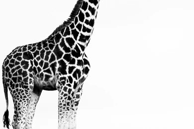 GiraffeSamsung Wallpapers Download