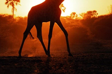 Funny Giraffe And Shark Illustration Wallpapers   Free iPhone ...