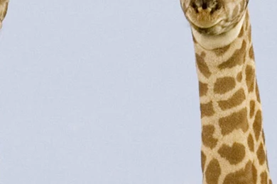 Small Giraffe iPhone 6 Wallpapers, iPhone 6 Backgrounds And Themes