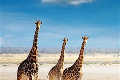 Giraffes Animal iPhone Wallpapers, iPhone 5(s)/4(s)/3G Wallpapers