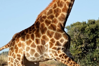 Giraffe Iphone 6 Wallpapers Items   Share Giraffe Iphone 6 ...