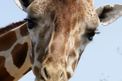 Download Wallpapers 640x960 Giraffe, Face, Funny, Tongue iPhone 4S ...