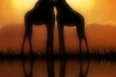 Giraffe Love Quotes Iphone 6 Plus Wallpapers