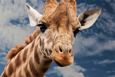 Download Funny Giraffe HD Wallpapers For iPhone 6 Plus ...
