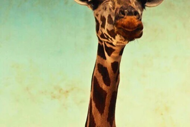 Backgrounds And Wallpapers