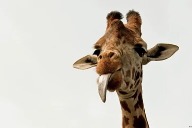 157 Giraffe HD Wallpapers