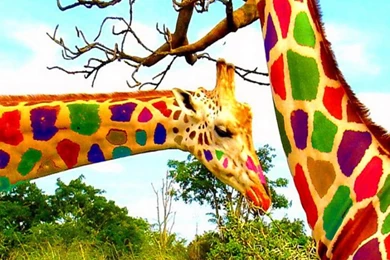 Giraffes Wallpapers For iPhone 5