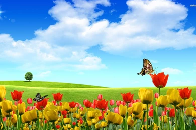 Spring Flowers And Butterflies Wallpapers