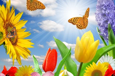 Spring Flowers And Butterflies Full HD Wallpapers : Nature ...