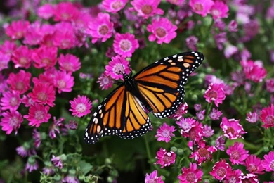 Animals,flowers Flowers Animals Outdoors Butterflies Glasswing ...