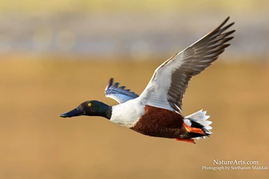 6th Page Of Desktop, Wildlife Wallpapers / Nature Wallpapers