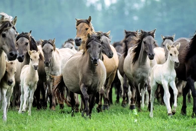 Wild Horses Desktop Wallpapers