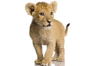 Pictures Of Baby Lions Wallpapers HD With HD Wallpapers   Kemecer.com
