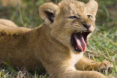 Lion Baby Yawning HD Wallpapers