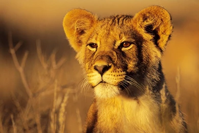 Lion And Tiger Wallpapers