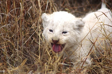 Awesome Lion Baby Wallpapers 6073 Wallpapers Wallvancom