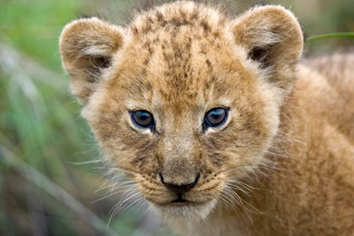 Images Of Angry Lion