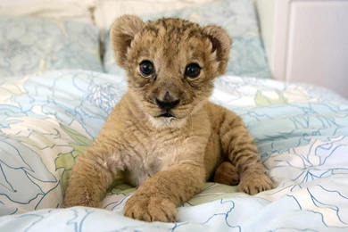 Download Wallpapers 3840x2400 Lion, Cub, Lie, Baby Ultra HD 4K HD ...