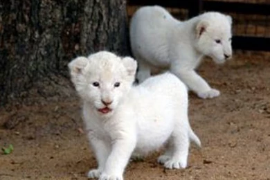 Desktop Baby White Lions Pics Wallpapers 3d Hd Pictures.