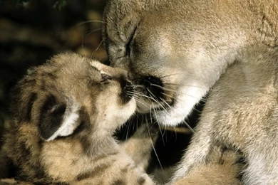 Nature,mother Nature Mother Lions Baby Animals 1024x768 Wallpapers ...