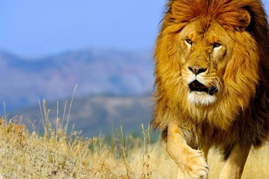 Bing Wallpapers Archive