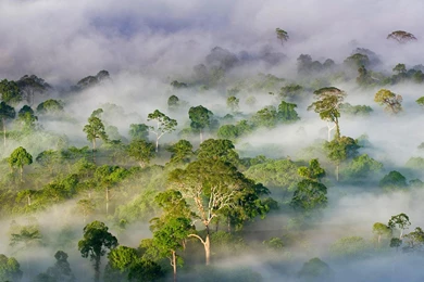 Danum Valley Conservation Area, Sabah, Malaysia   Bing™ Wallpapers ...
