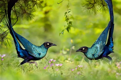 Long tailed Glossy Starlings   Bing™ Wallpapers Gallery