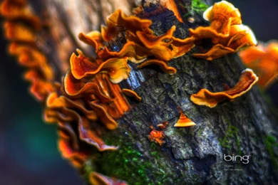 Bing Wallpapers For Nature Lovers Wallpapers   5