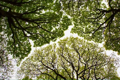 Bing™ Wallpapers Gallery