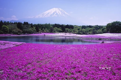 Bing Wallpapers Gallery   Wallpapers Cave