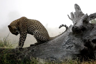 Leopard Sadness Hd Animals Wallpapers