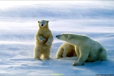 My Popular Screensavers Wallpapers