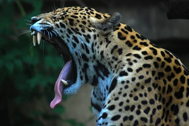 Animals Yawn Jaguars Wallpapers