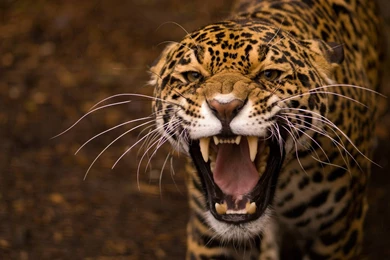Animals, Teeth, Jaguar, Jaguars Wallpapers HD / Desktop And Mobile ...