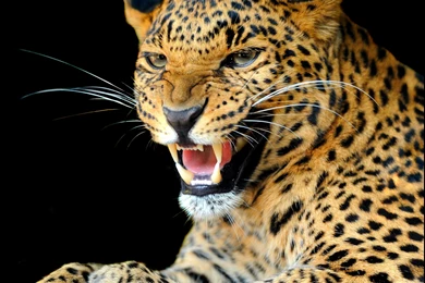 Animals, Jaguars Wallpapers HD / Desktop And Mobile Backgrounds