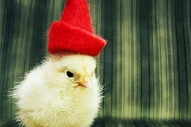 Funny Christmas Pictures ~ Toptenpack.com