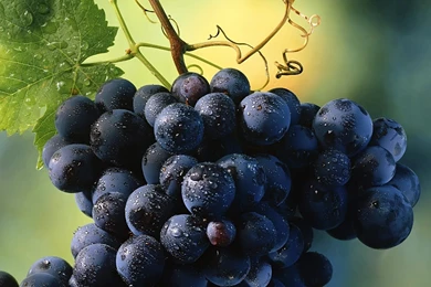 Wide HD Grape Wallpapers