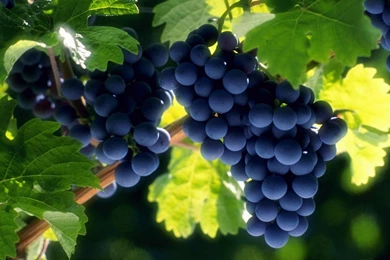 Grape Wallpapers