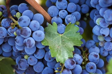 Most Beautiful Grape Wallpapers