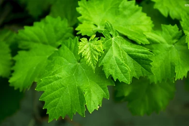 Top Grape Vine Wallpapers