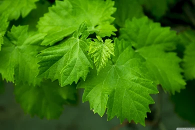 Grape Leaves HD Desktop Wallpapers : High Definition : Mobile