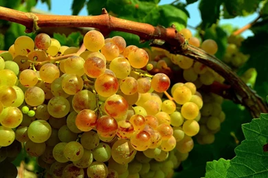 Grape – HD Wallpaper, Wallpapers Pics   The Best Wallpapers
