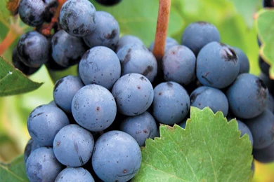 Grapes Fruit Wallpapers Crazy Frankenstein