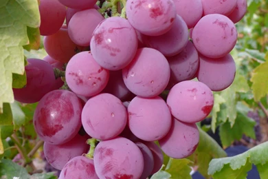 Desktop Hd Images Of Grape Fruit