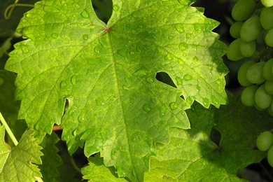 Grape Wallpapers 30 – HD Wallpaper, Wallpapers Pics   The Best ...