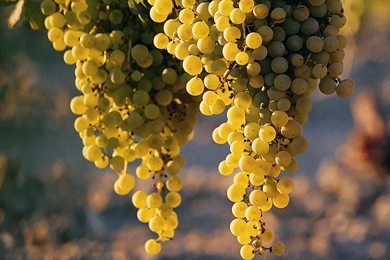 Desktop Wallpapers · Gallery · Nature · Grape