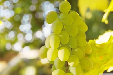 Download Grape Wallpapers 240x320