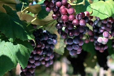Grape Photo 3929 Cherry Grape Harvest Season
