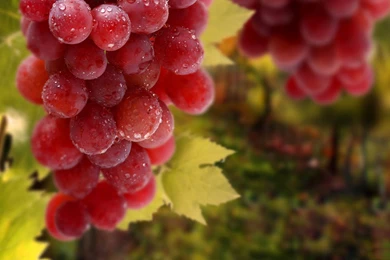 Attractive Grape Wallpapers 12 － Cate Wallpapers   Free Download ...